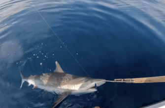 Рыбалка на акул на Мальдивах